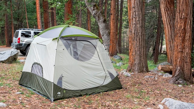 A picnic table, fire ring, and metal food-storage box in a forest