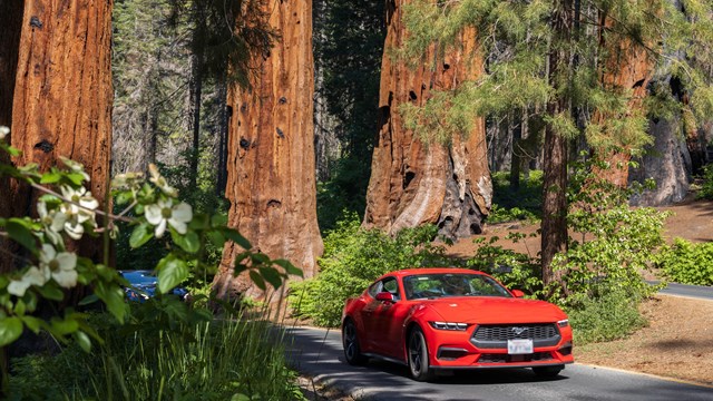 A red car drives on a narrow road through sequoia trees.