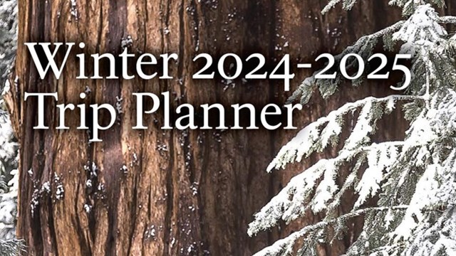 A line of snowy sequoia trees with overlaid text reading: Winter 2024 - 2025 Trip Planner.