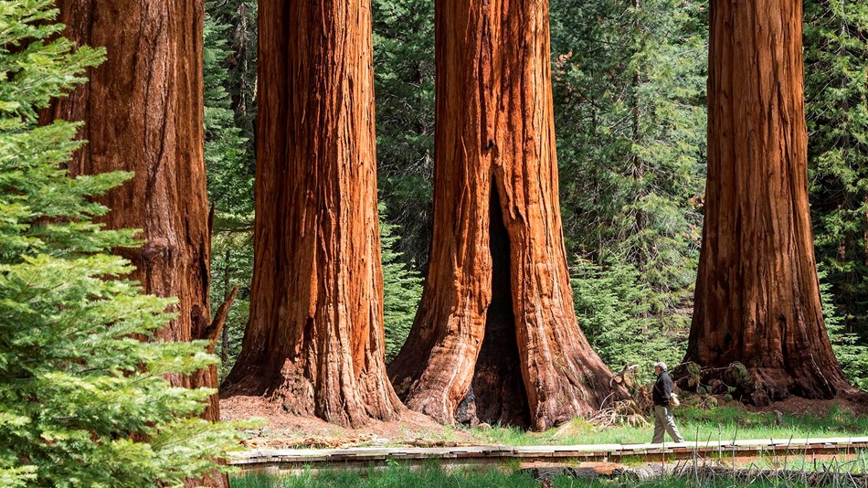 A man walks near giant sequoias. Photo by Alison Taggart-Barone.