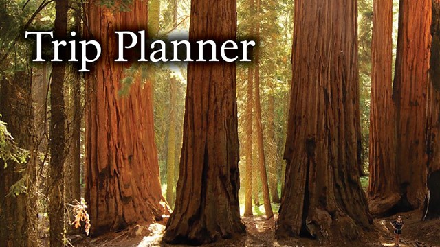 A line of sequoia trees in the sunlight with overlaid text reading "Trip Planner".