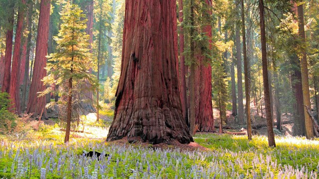 A visitor looks up at massive trees that stretch into the sky.