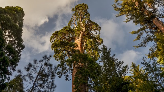 Looking up at the canopy of a large sequoia tree.