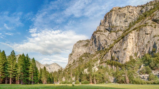 A meadow lit by gentle warm sunlight.
