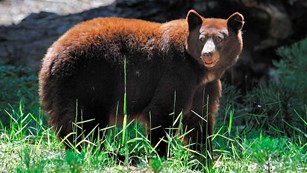 Large brown-colored black bear
