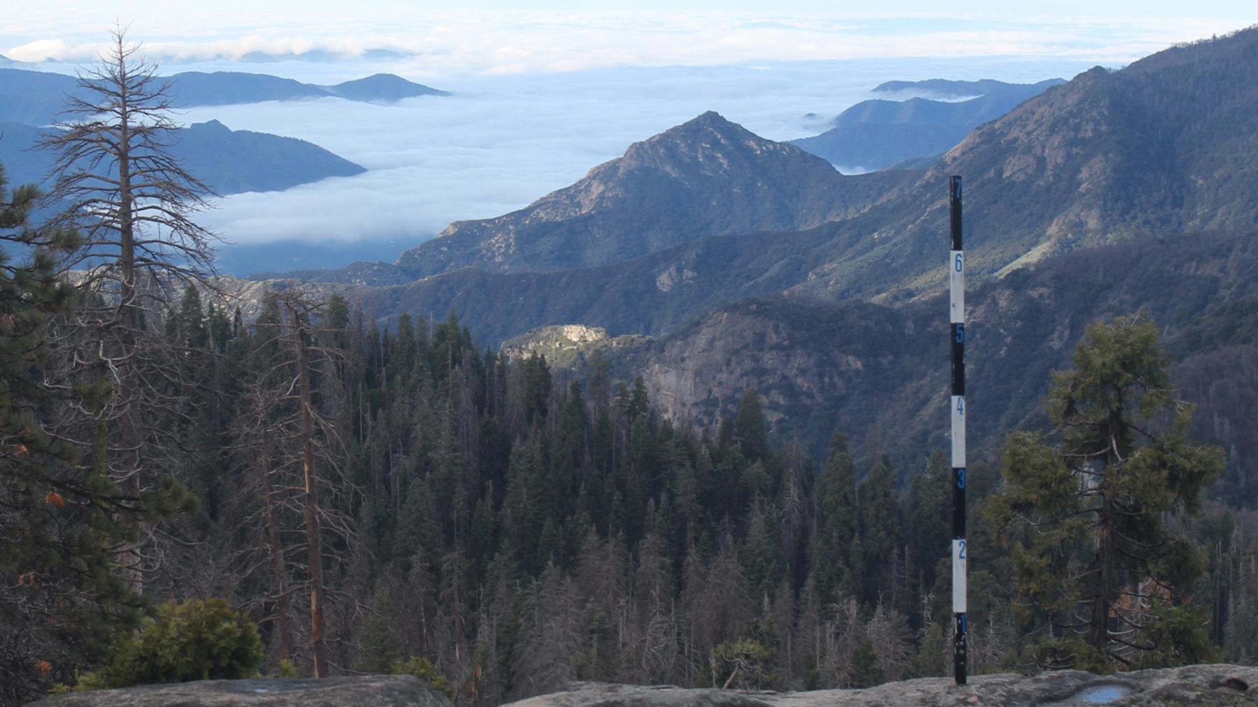 Giant Forest Webcam