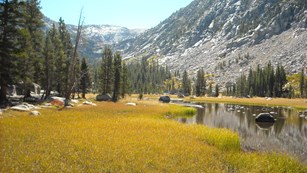 Wetland in Kings Canyon National Park