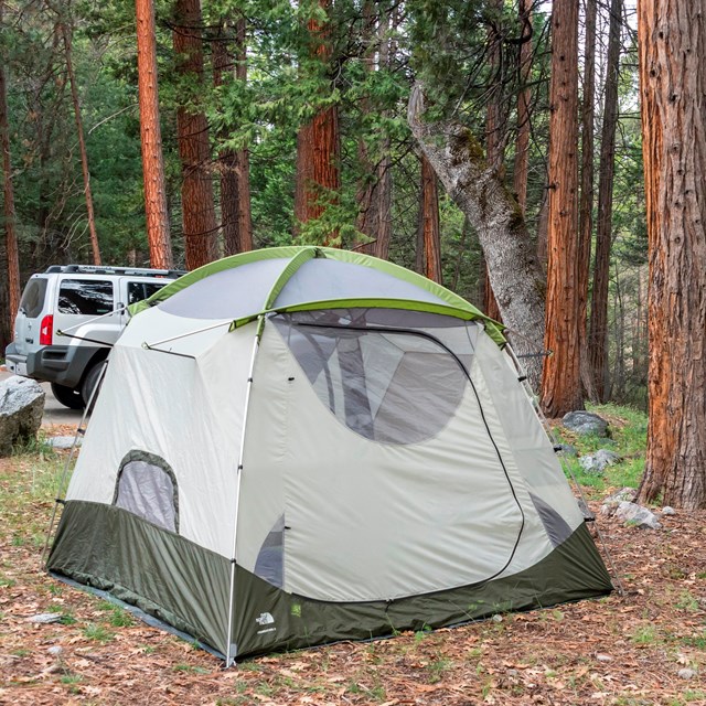 A green and gray tent is located under mature red-barked pines.