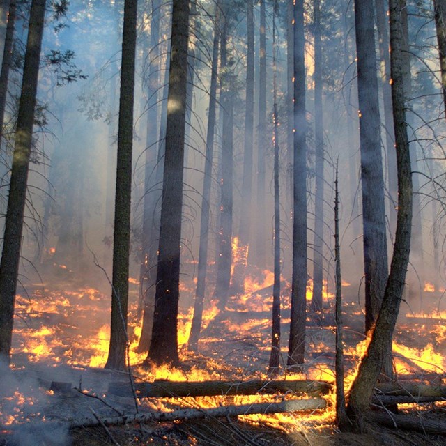 Prescribed burn in Giant Forest, June 2014. Photo: Tony Caprio.