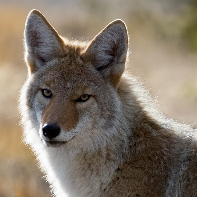 Photo of a coyote looking toward camera
