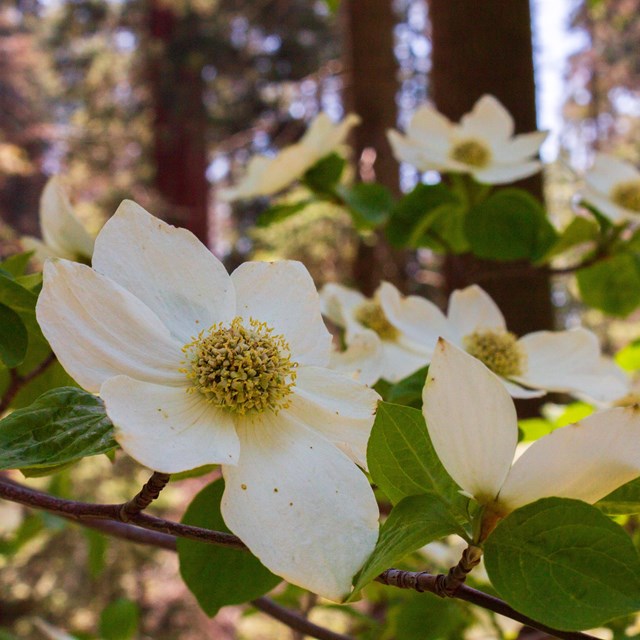 White dogwood tree blossoms, with giant red trunks of sequoia trees in the background.
