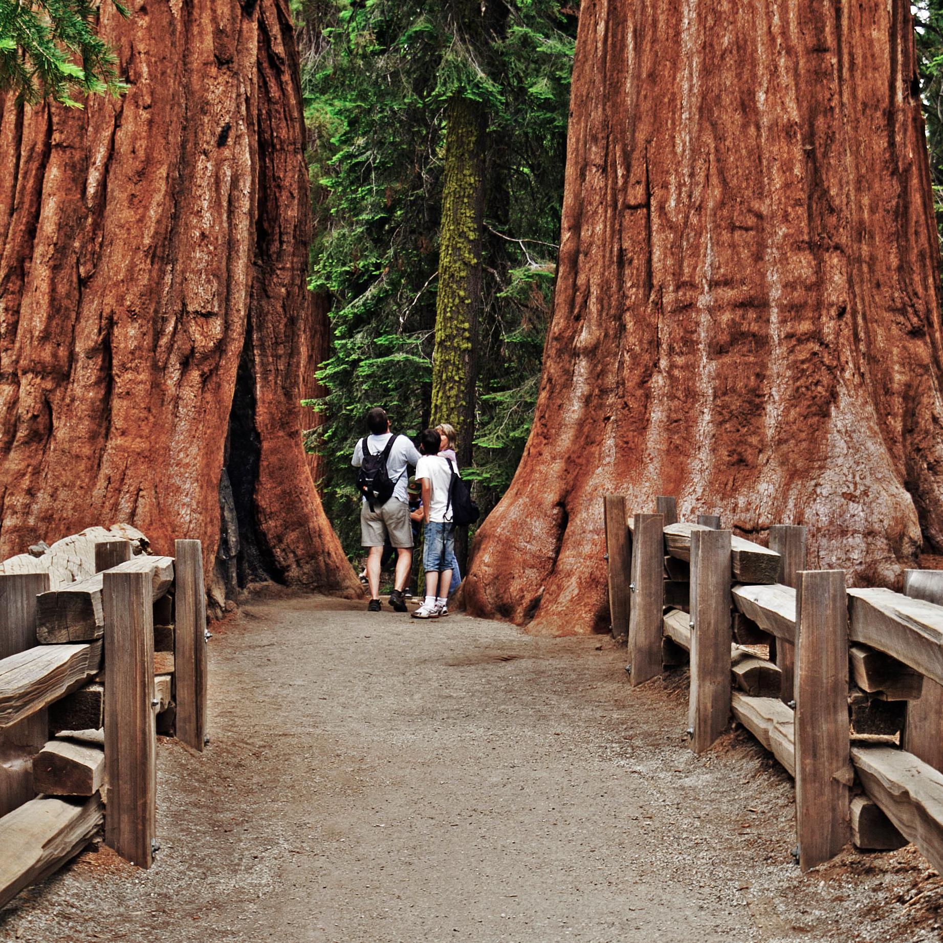 Trails in Giant Forest offer an up-close view of giant sequoias