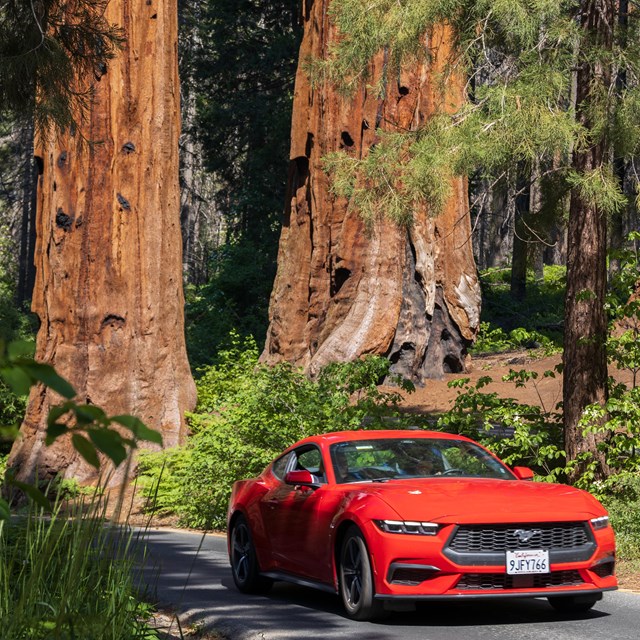 A red car drives through large sequoia trees.