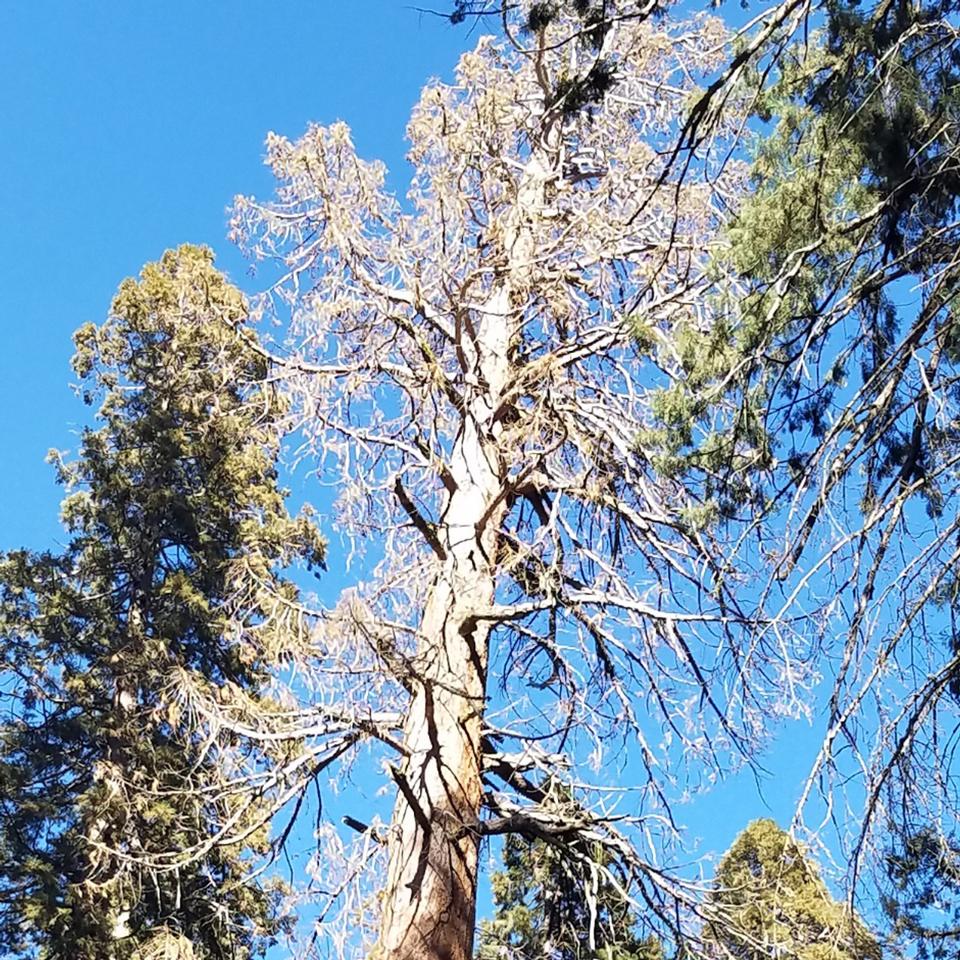 View looking upward at the brown foliage of a dead giant sequoia.