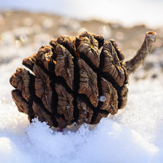 A small Sequoia cone resting on a pile of snow.