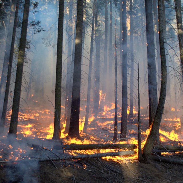 Prescribed burn in Giant Forest, Sequoia National Park. Photo: Tony Caprio.