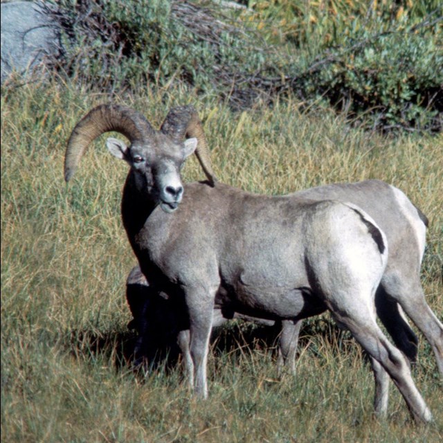 Sierra Nevada bighorn sheep rams