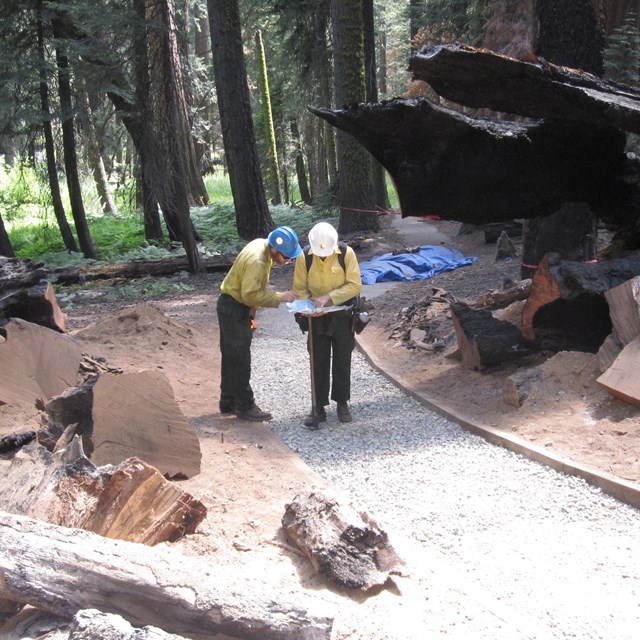 Two park employees examine documents amid cut logs and a gravel path