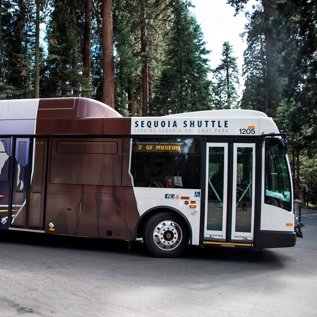 A large bus with sequoia graphics