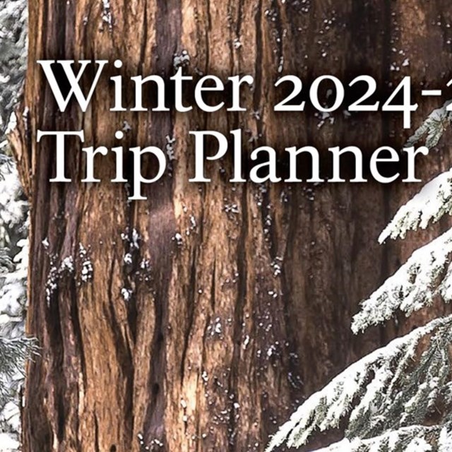 A line of snowy sequoia trees with overlaid text reading: Winter 2024 - 2025 Trip Planner.