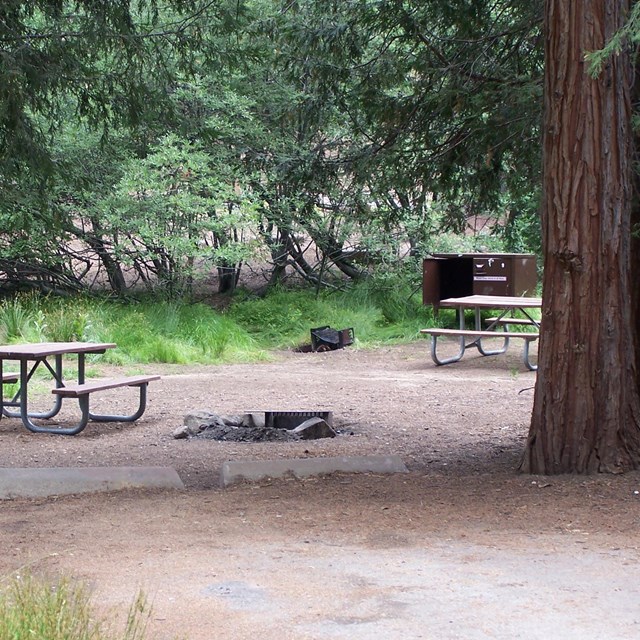 A campsite with a picnic table in grill is covered in pine litter from trees above.