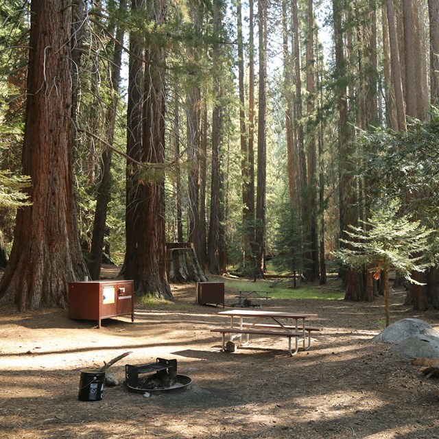 Campsites with a picnic table and food storage boxes are located in a wooded sequoia grove.
