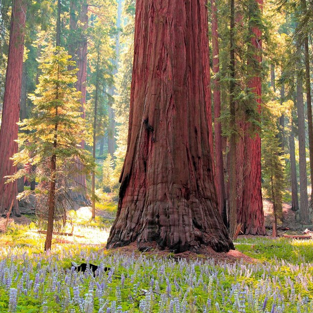 A visitor looks up at massive trees that stretch into the sky.