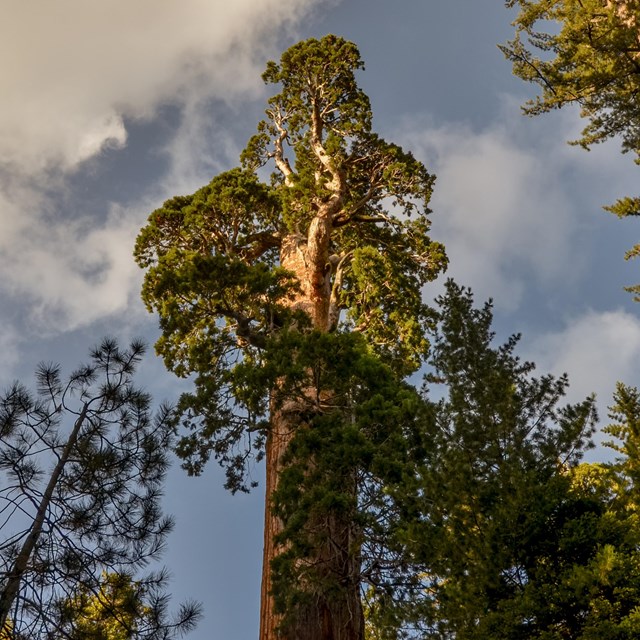 Looking up at the canopy of a large sequoia tree.