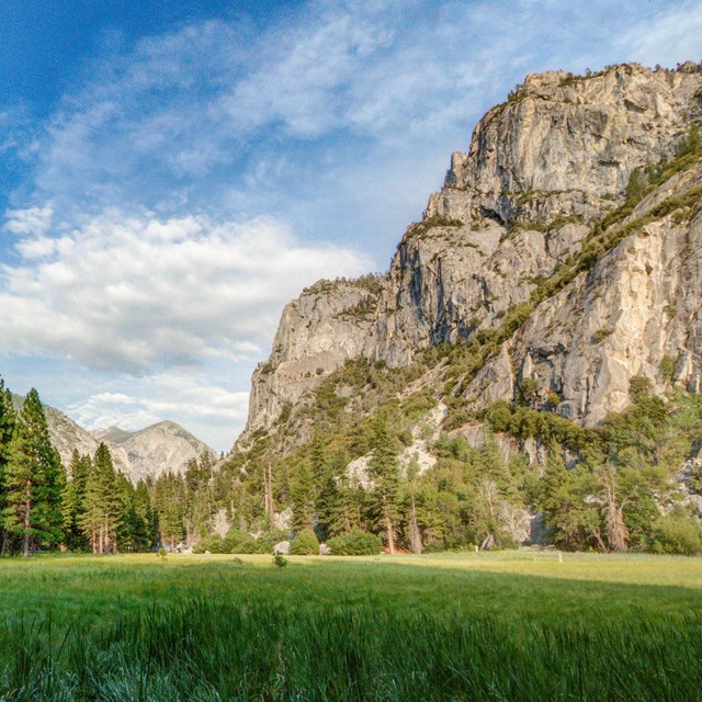 A meadow lit by gentle warm sunlight.