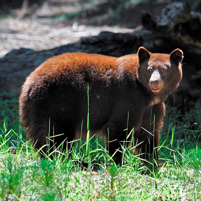 Large brown-colored black bear