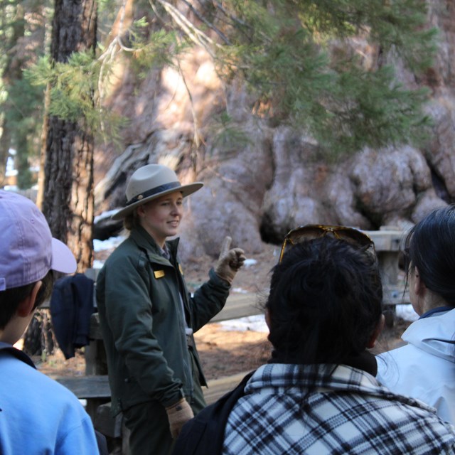 A ranger gives a program beside a sequoia