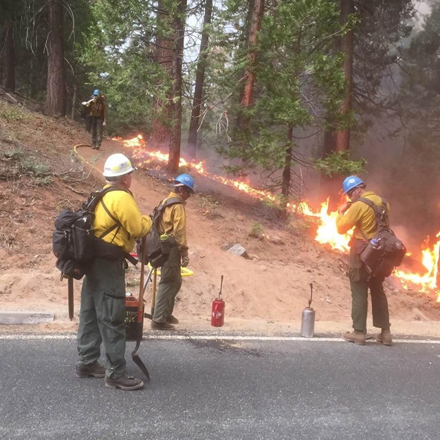 Three firefighters wearing yellow shirts and green pants stand near a forest with open flames