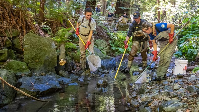 Biologists walk through a shady section of creek with large dip nets.