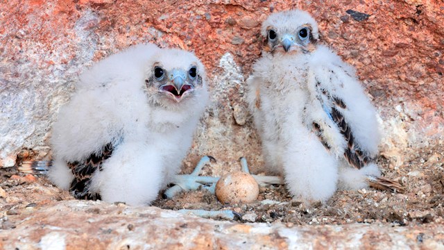 Two downy, white falcon nestlings in a cliff cavity on either side of an unhatched egg.
