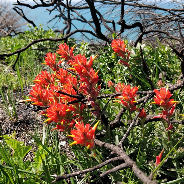 Bright red flowers among the branches of charred shrubs.
