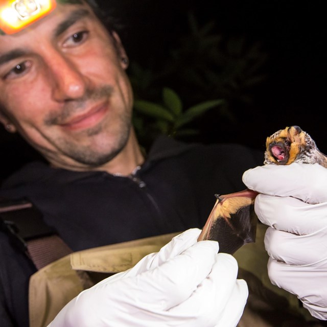 A bat biologist handles a hoary bat
