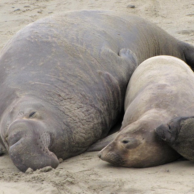 A male, female, and pup elephant seal sleep next to each other