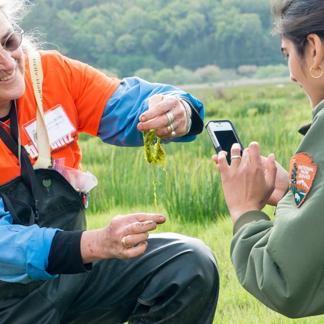 Researcher and National Park Service employee taking a picture of algae during a BioBlitz
