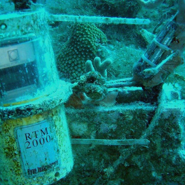 Scientist collecting coral reef water temperature data