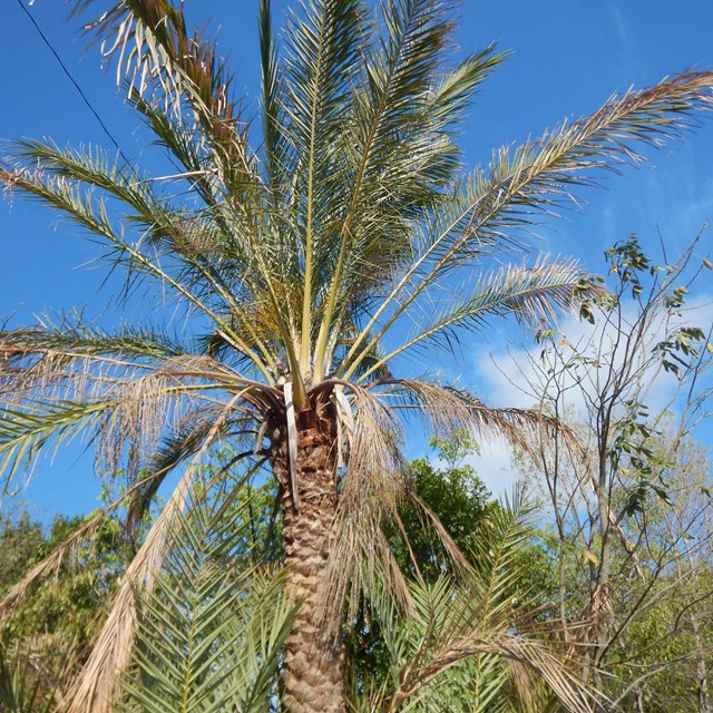 An exotic palm tree standing with other exotic plants