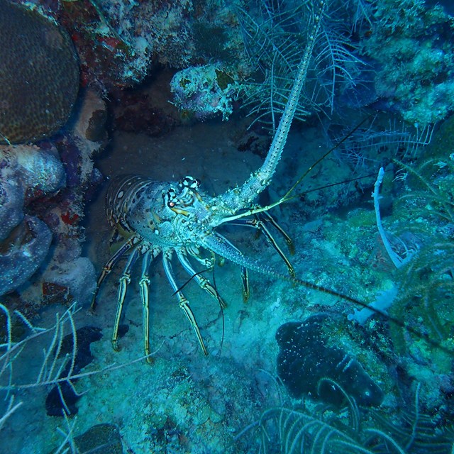 Spiny lobster resting in the bottom of a coral reef