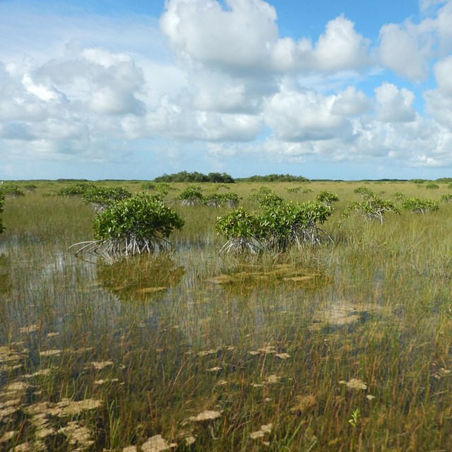 Dwarf mangroves off in the distance in a marsh