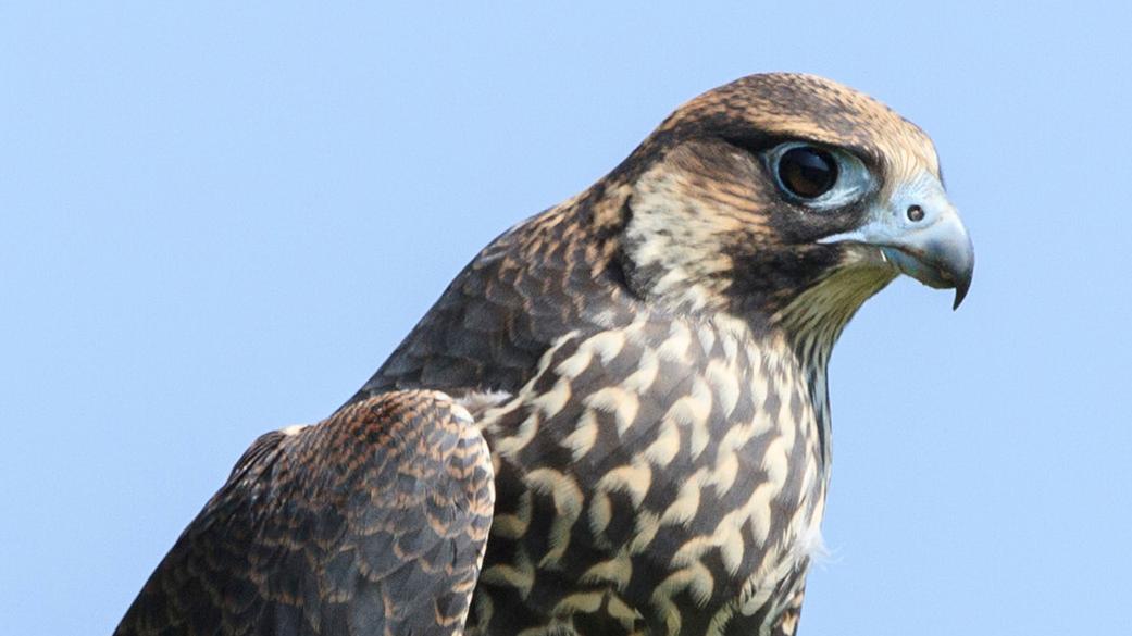 A falcon perched on a branch looking to the right.