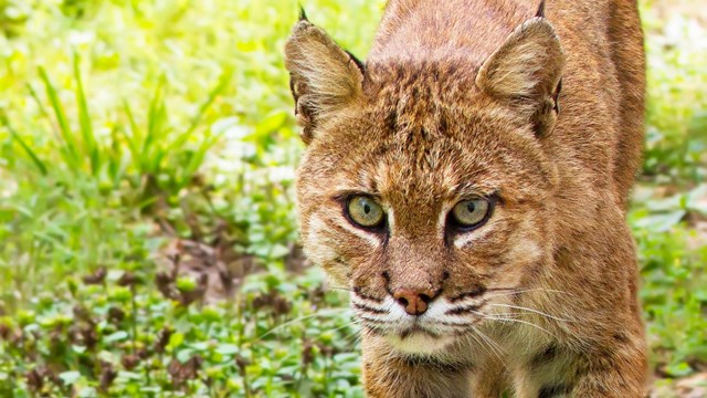 A bobcat walks towards the camera.