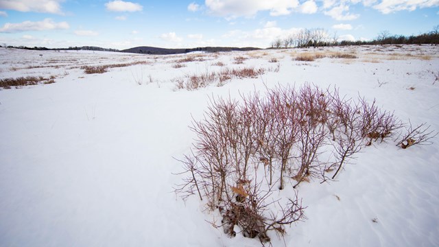 Big Meadows covered in a blanket of snow.