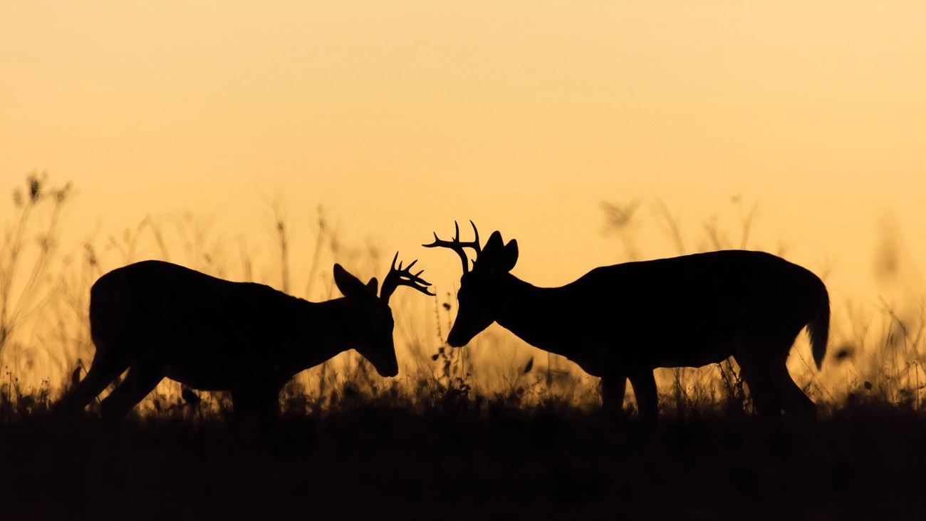 Two silhouette deer bucks locked in rut against a brilliant orange/yellow sky