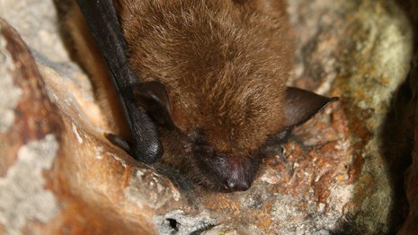 A big brown bat hanging vertically from the side of a rock wall. 