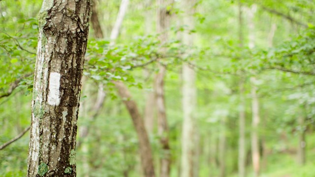 A white blaze on a tree indicating the Appalachian Trail