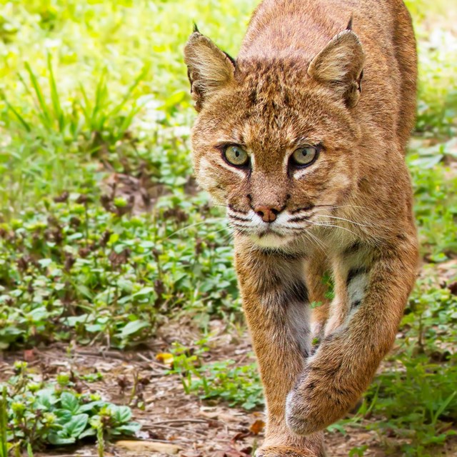 A bobcat walks towards the camera.