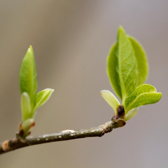 Two leaf buds emerging from a tree branch.